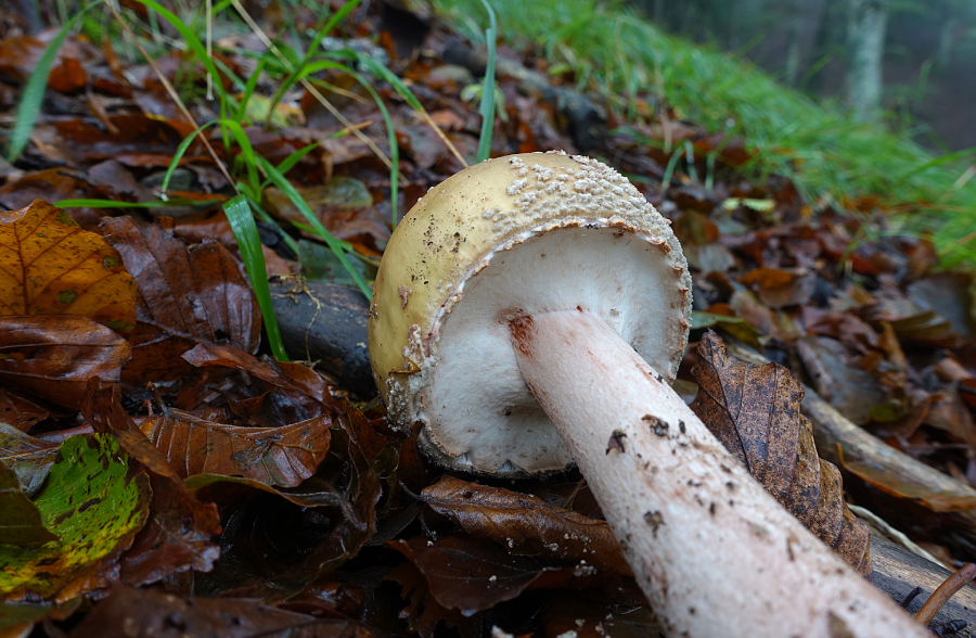 Amanita rubescens (anello non formato)