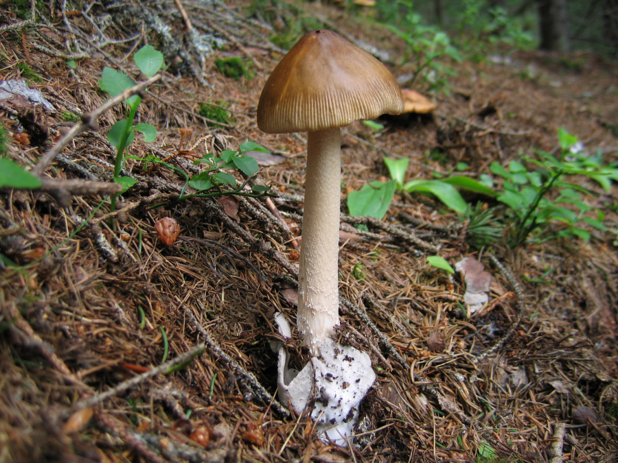 Amanita submembranacea
