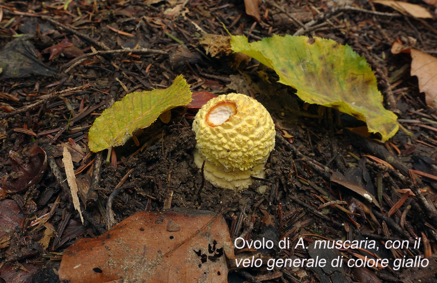 Ovolo di Amanita muscaria col velo generale giallo