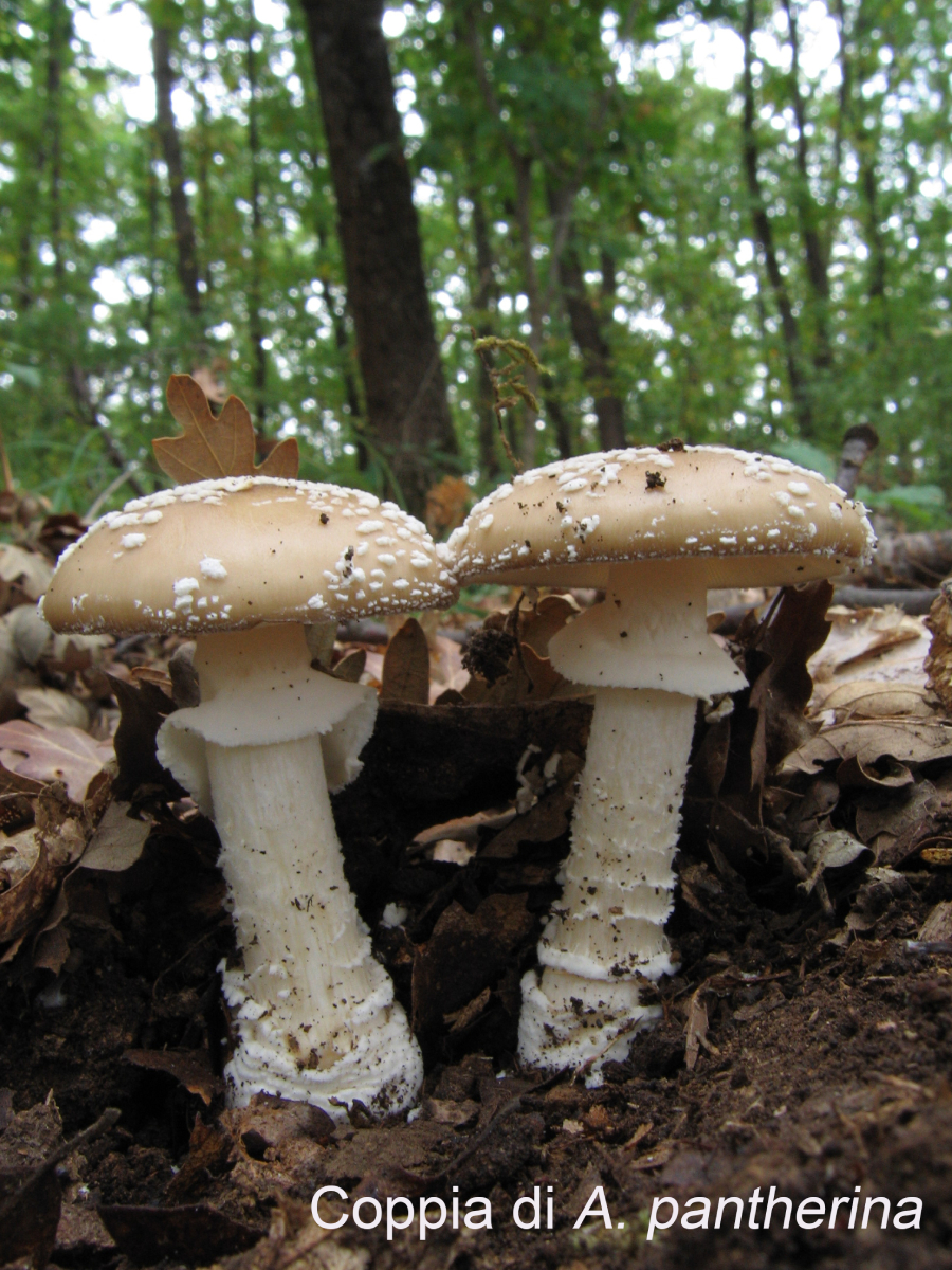 coppia di Amanita pantherina