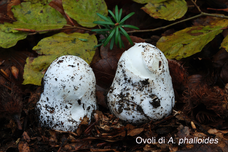 Ovoli di Amanita phalloides