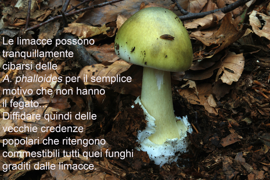  Limacce e Amanita phalloides