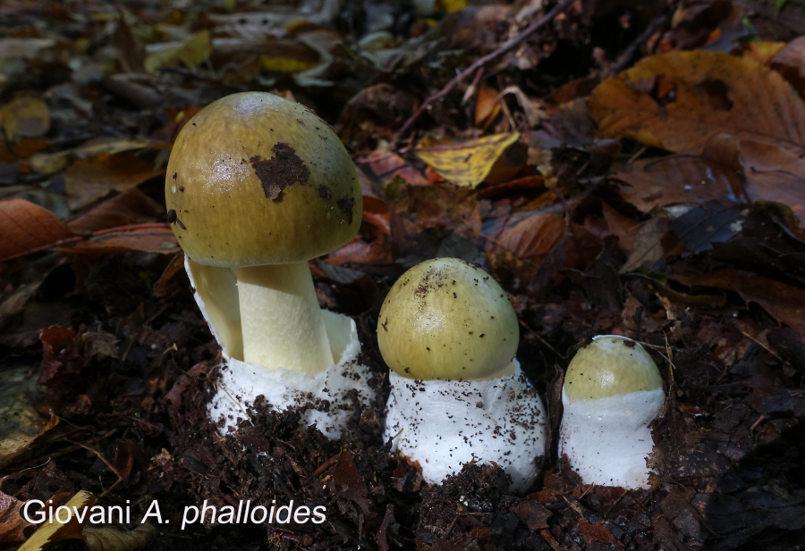 Giovani Amanita phalloides