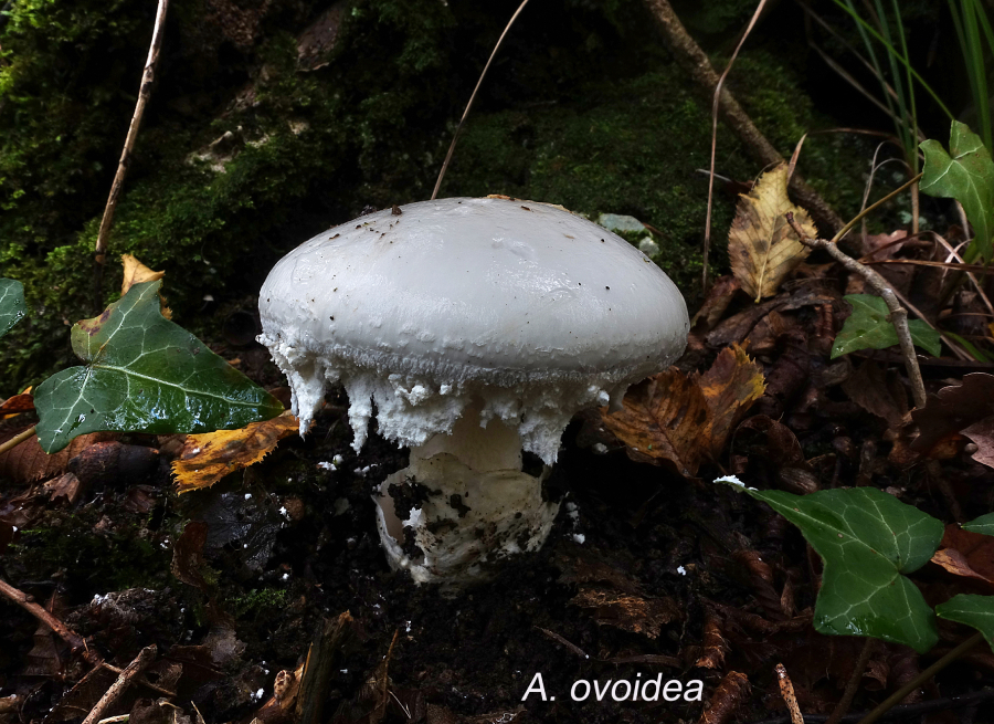 Amanita ovoidea