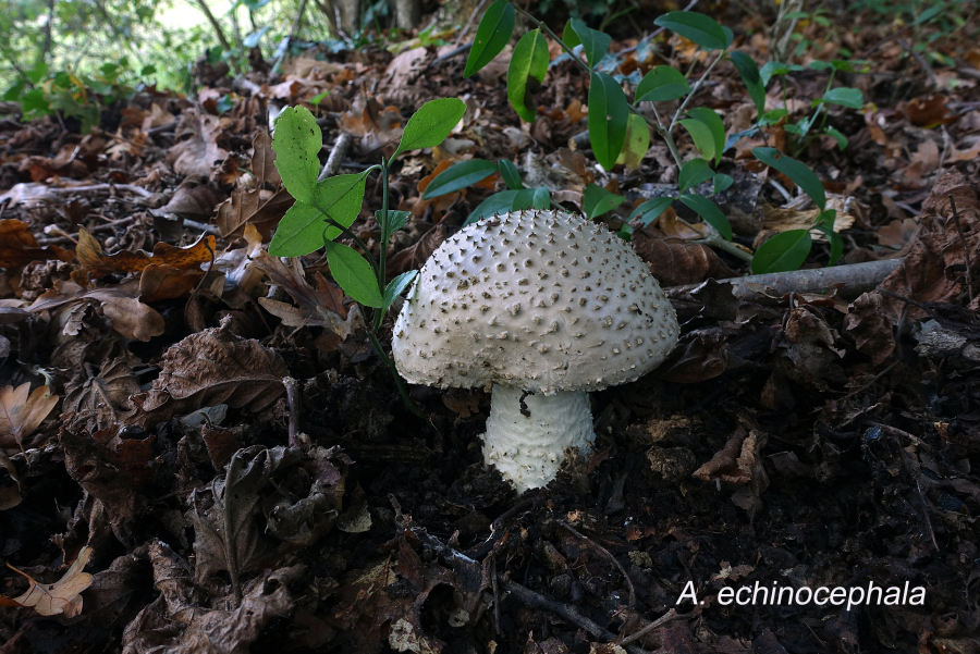 Amanita echinocephala