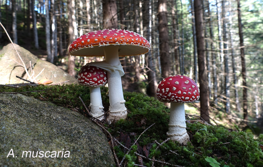 Amanita muscaria