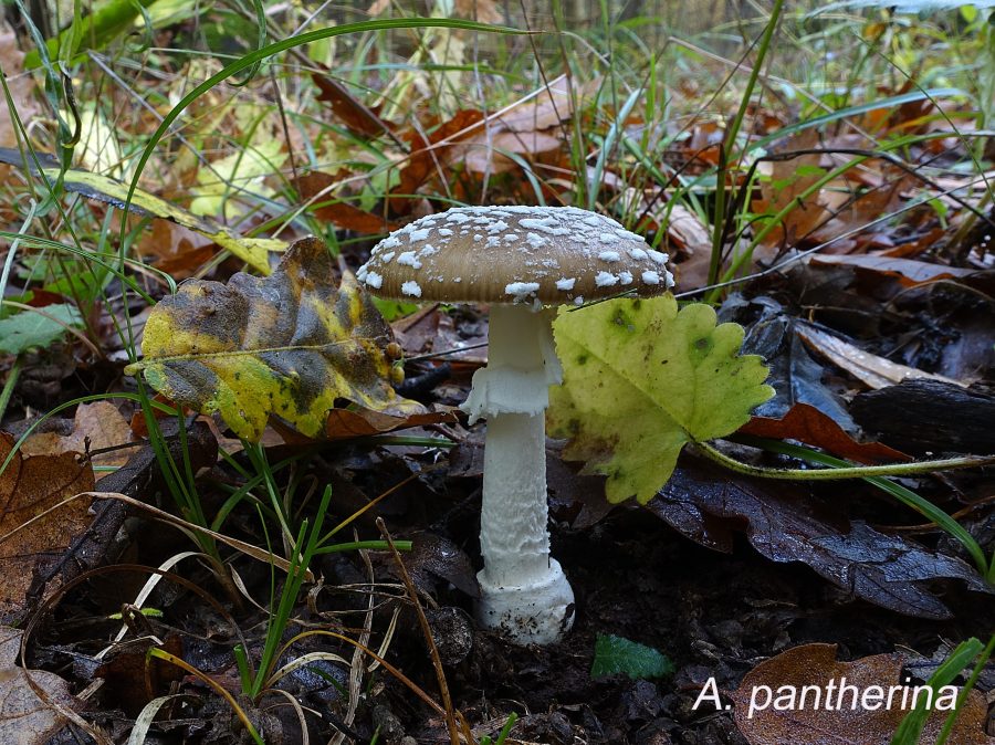 Amanita pantherina