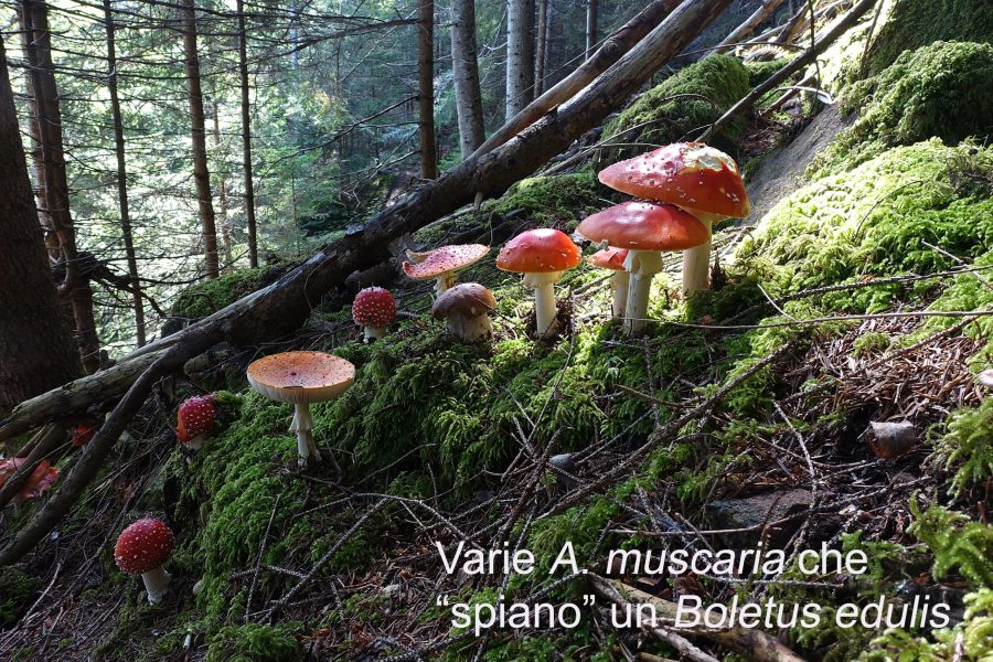 Amanita muscaria spia di Boletus edulis