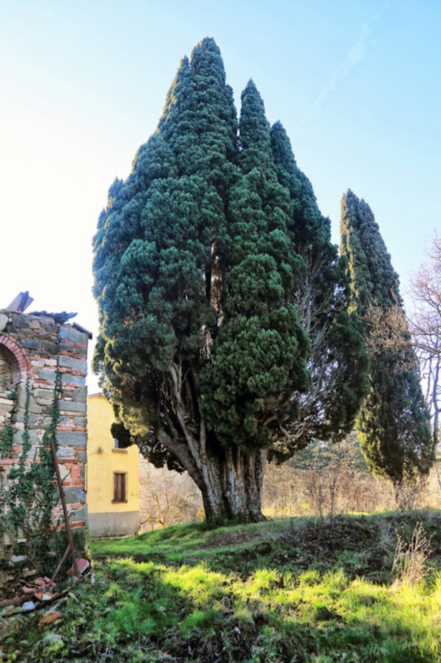Il cipresso di Sant'Antonino