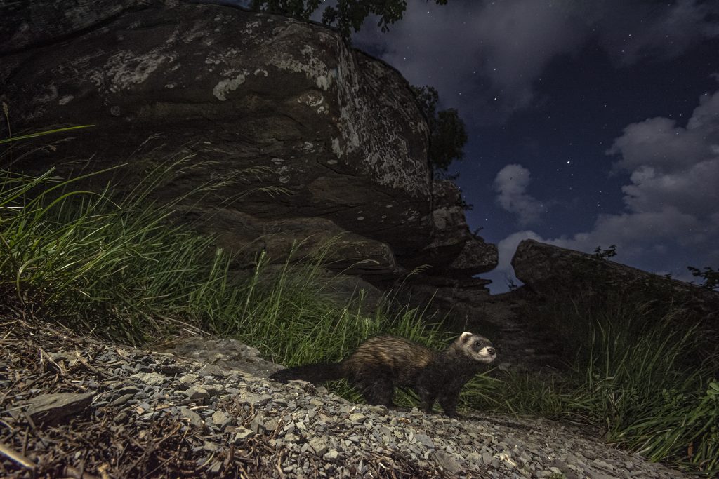 La puzzola europea, fotografata nei boschi dell'Alto Mugello